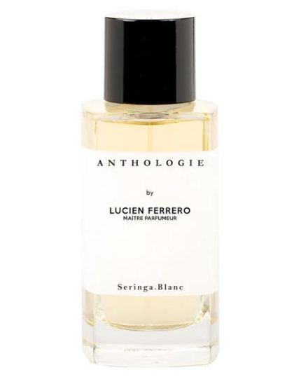 Seringa Blanc